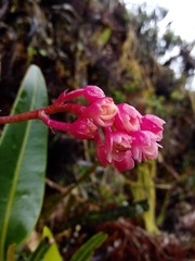 Epidendrum miniatum