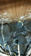 Troglodytes aedon parkmanii