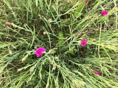 Dianthus deltoides