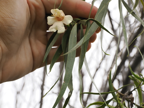 Image of Eremophila bignoniiflora by (c) Lucas Christofides, some rights reserved (CC BY)