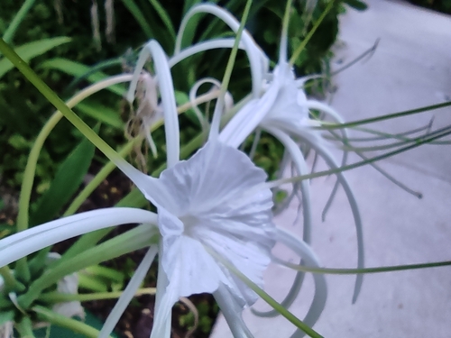 Image of Hymenocallis littoralis by (c) Mauricio Calderón, some rights reserved (CC BY)