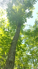 Fraxinus nigra