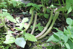 Peperomia cavispicata