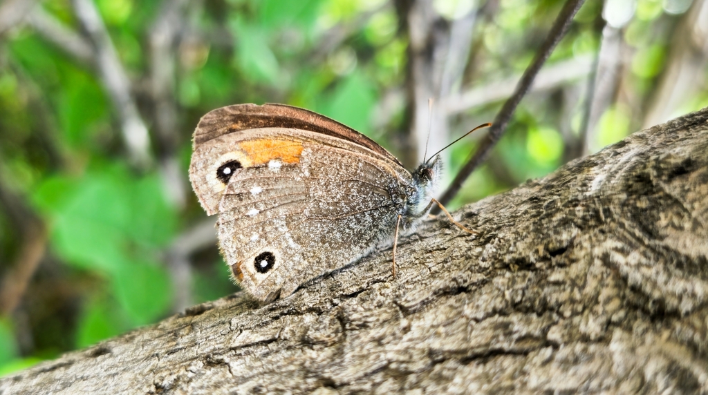 Argestina pomena
