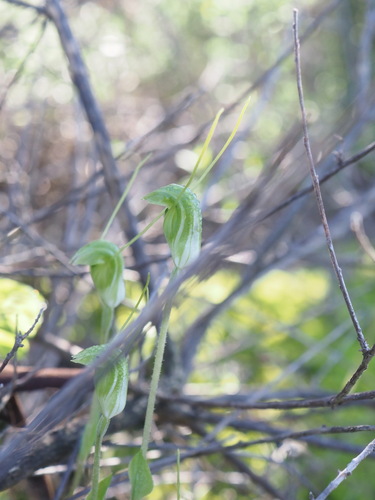 Image of Pterostylis setulosa by (c) Hugo Innes, some rights reserved (CC BY)