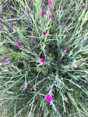 Dianthus deltoides
