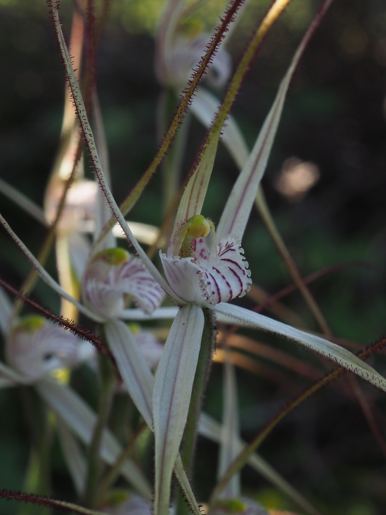 Caladenia exilis