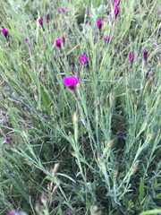 Dianthus deltoides