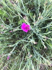 Dianthus deltoides