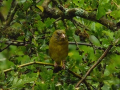 Chloris chloris
