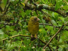 Chloris chloris
