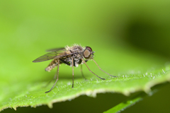 Chrysopilus pilosus