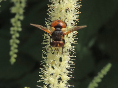 Gymnosoma rotundatum