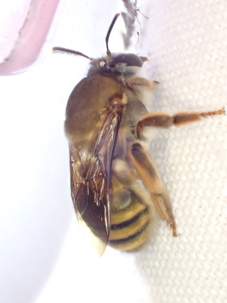 Mexican Feather-tongued Bee