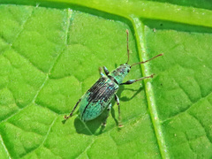 Phyllobius argentatus