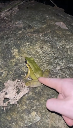 Odorrana livida observed 2024-08-14