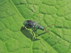 Phyllobius argentatus