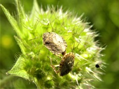 Sciocoris macrocephalus