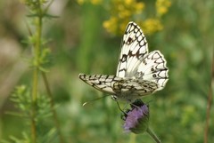 Melanargia russiae