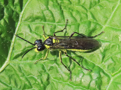 Tenthredo mesomela