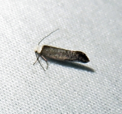 Swammerdamia caesiella