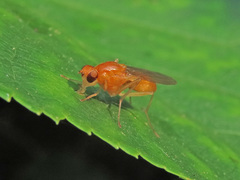 Psila