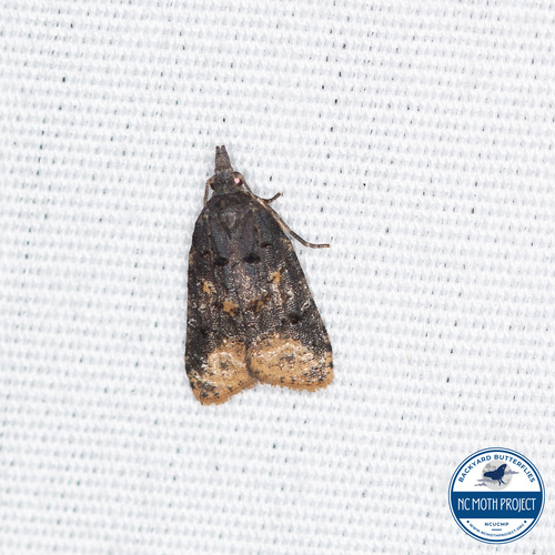 Singed Platynota photo 2