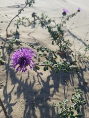 Monardella undulata