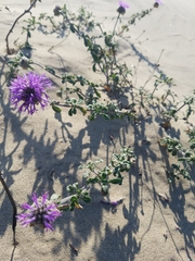 Monardella undulata