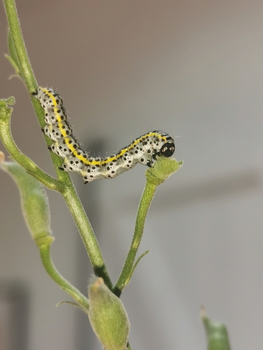 Periphanes delphinii