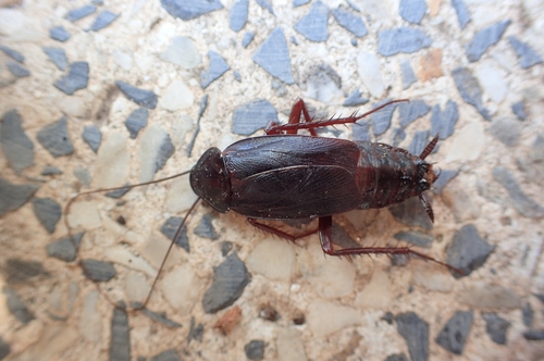 Oriental cockroach