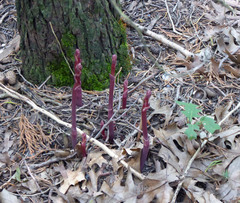 Bletia nitida