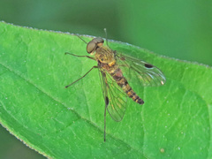 Chrysopilus splendidus