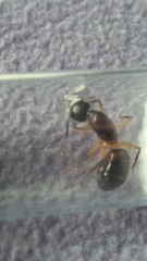 Camponotus