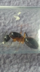 Camponotus