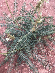 Peteria thompsoniae