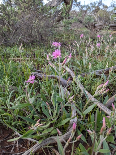 Image of Pink Everlasting (Schoenia cassiniana) by (c) Nina Kerr, some rights reserved (CC BY)
