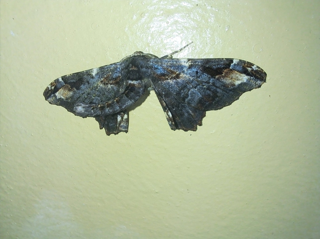 Hyposidra plagosa (Hyposidra plagosa)