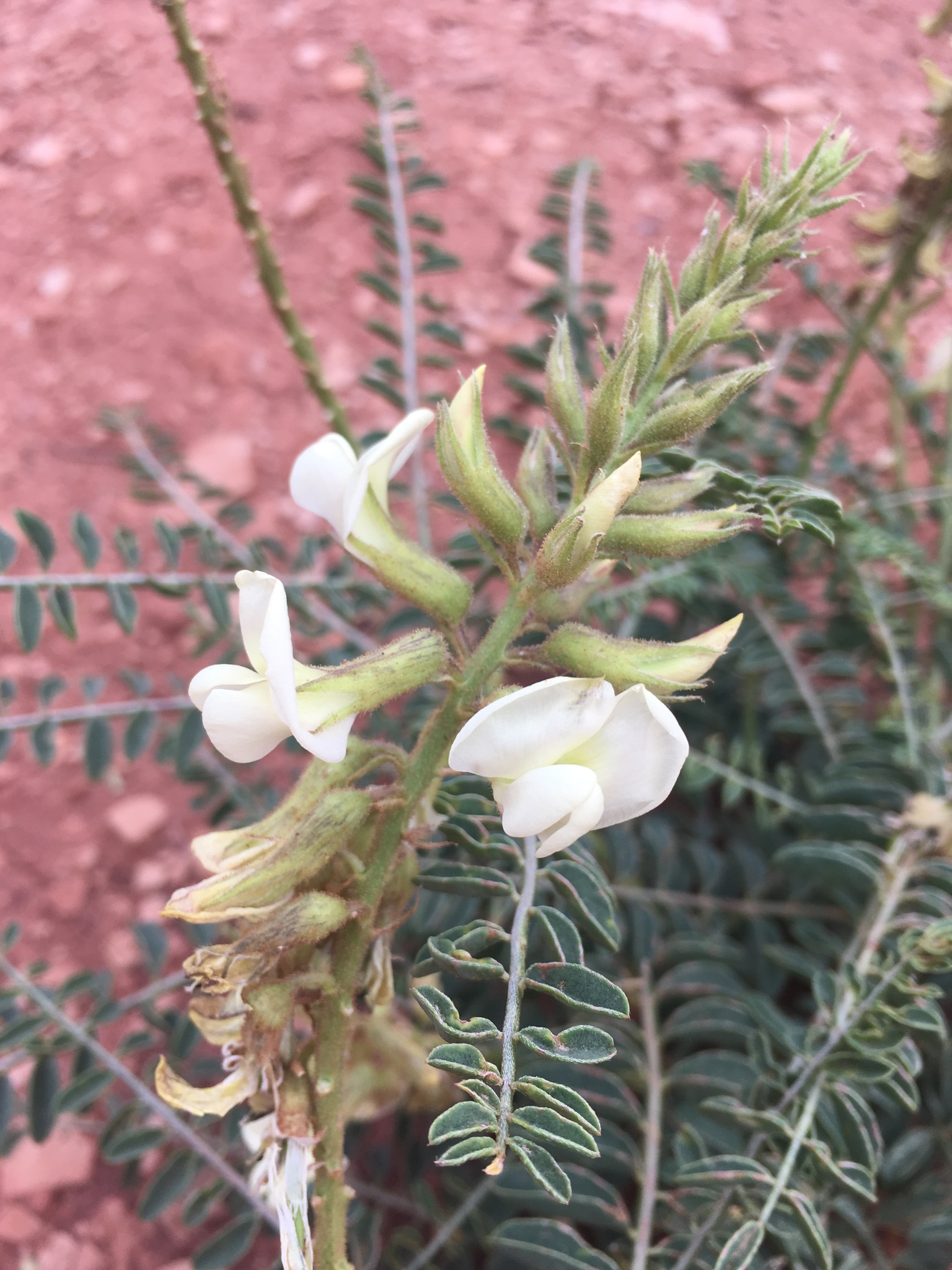 Peteria