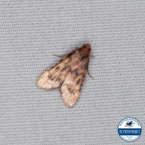 Pink-masked Pyralid Moth photo 4