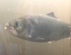 Alosa sapidissima