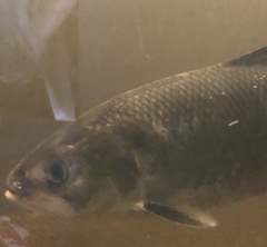 Alosa sapidissima