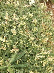 Astragalus angustifolius