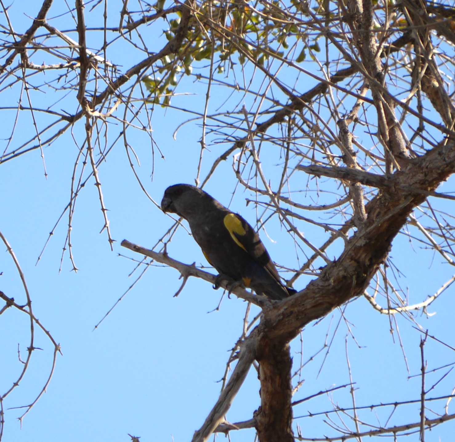 Rüppell's Parrot (Poicephalus rueppellii), photo 10