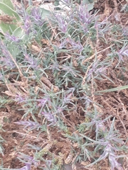Noaea hermonis
