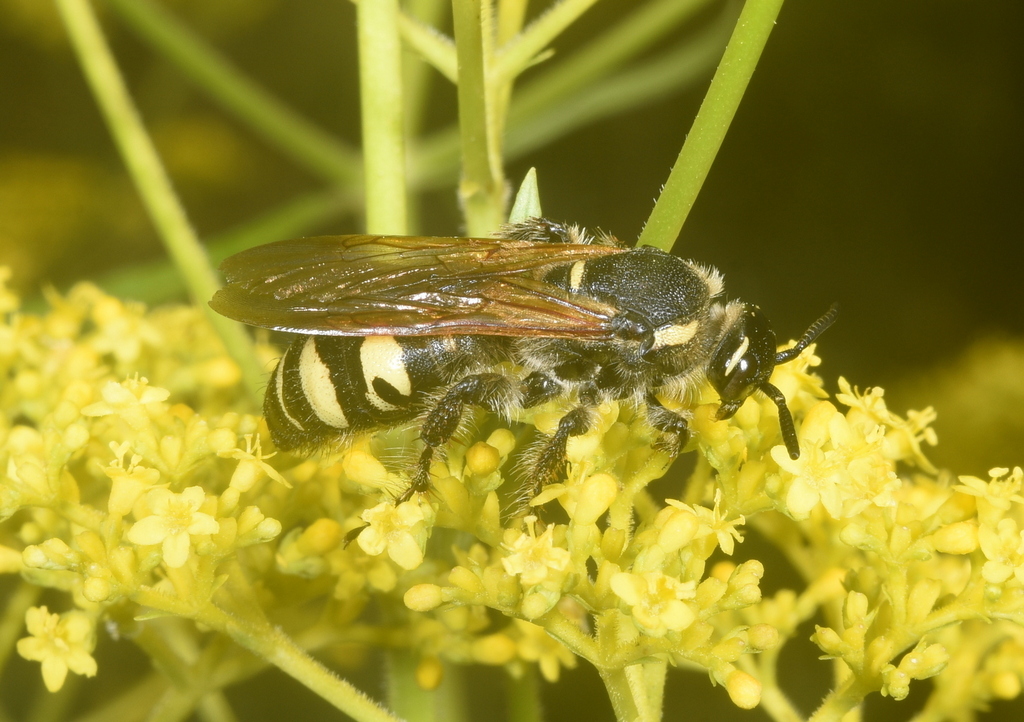 Scolia histrionica