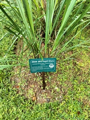 Cymbopogon flexuosus