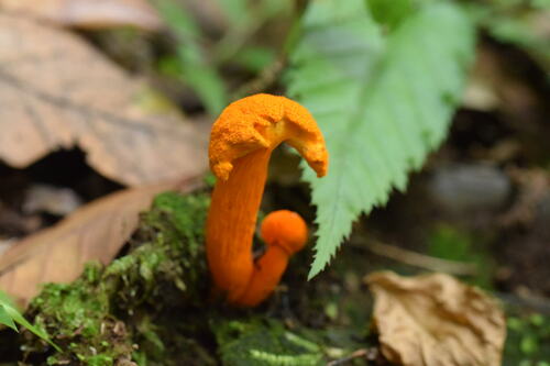 Aureoboletus auriflammeus