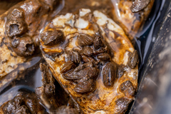 Mytilopsis leucophaeata