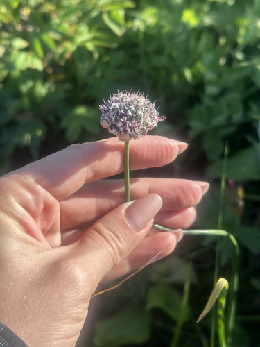Image of Allium strictum by (c) Tatyana Petrenko, some rights reserved (CC BY)